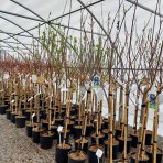 Slivka domáca (Prunus domestica) ´TOPTASTE´ - výška 150-170 cm, kont. C6L